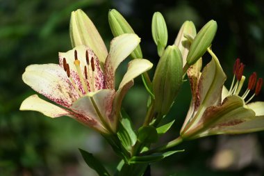 Bahçede yetişen güzel beyaz zambak çiçekleri