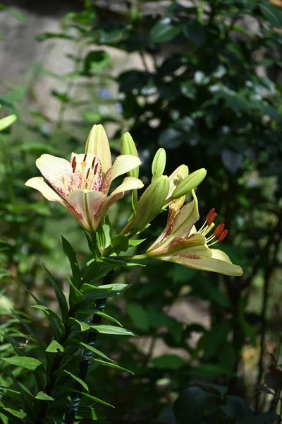 Bahçede yetişen güzel beyaz zambak çiçekleri