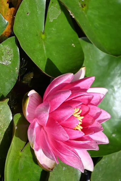 Güzel zambak gölette, yakın manzara