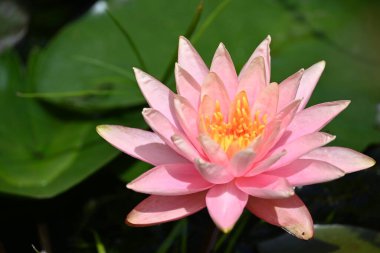 Gölette güzel pembe nilüfer çiçeği, yakın görüş.