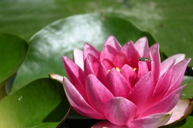 Gölette güzel pembe nilüfer çiçeği, yakın görüş.