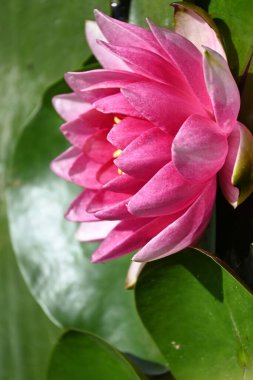 Güzel zambak gölette, yakın manzara