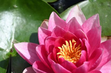 Gölette güzel pembe nilüfer çiçeği, yakın görüş.