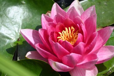 Gölette güzel pembe nilüfer çiçeği, yakın görüş.