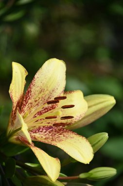 Bahçede yetişen güzel beyaz zambak çiçekleri