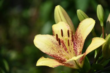 Bahçede yetişen güzel beyaz zambak çiçekleri