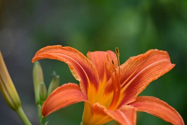 bahçede büyüyen güzel turuncu çiçekler