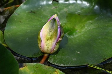 Gölette güzel pembe nilüfer çiçeği, yakın görüş.