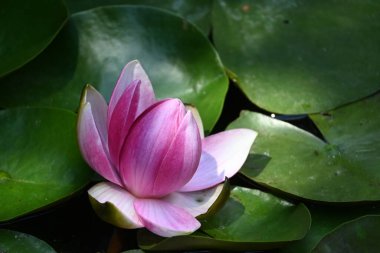 Gölette güzel pembe nilüfer çiçeği, yakın görüş.