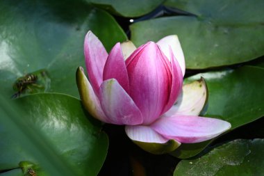 Gölette güzel pembe nilüfer çiçeği, yakın görüş.