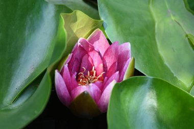 Gölette güzel pembe nilüfer çiçeği, yakın görüş.