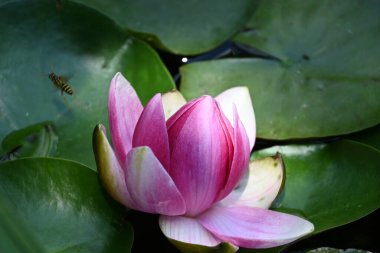 Gölette güzel pembe nilüfer çiçeği, yakın görüş.