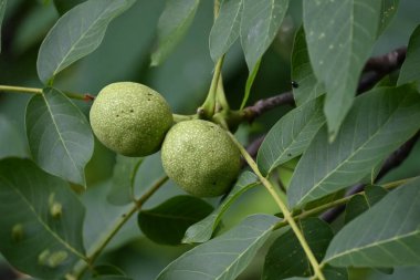close up of green unripe walnuts in the garden.