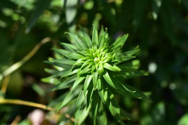 green plants in the garden, flora and foliage