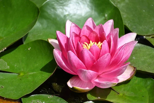 Gölette güzel pembe nilüfer çiçeği, yakın görüş.