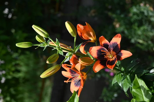 庭で育つ美しいオレンジ色の花 — ストック写真