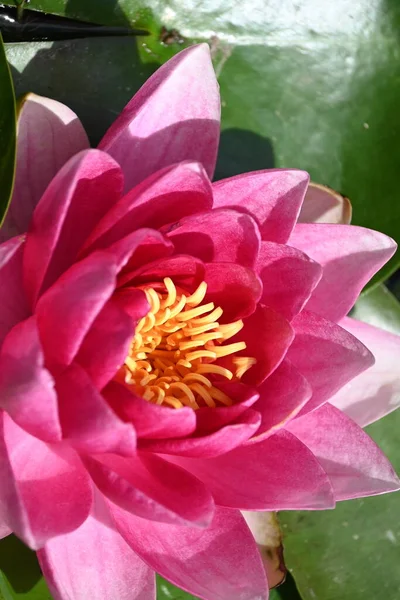 Gölette güzel pembe nilüfer çiçeği, yakın görüş.