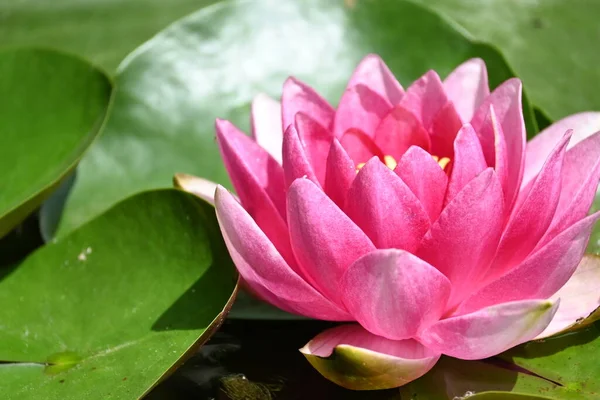 Gölette güzel pembe nilüfer çiçeği, yakın görüş.