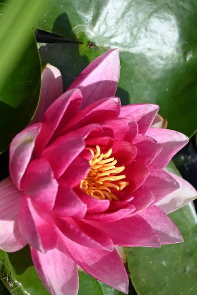 Güzel zambak gölette, yakın manzara