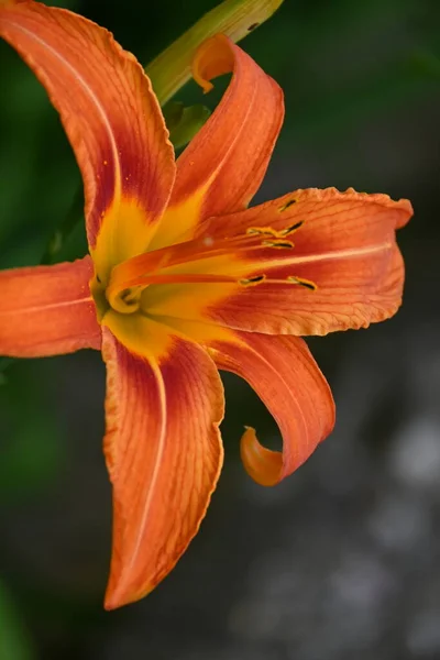 Schöne Orangefarbene Blumen Wachsen Garten — Stockfoto