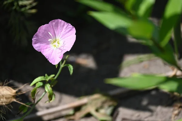 Vackra Rosa Blommor Som Växer Trädgården — Stockfoto