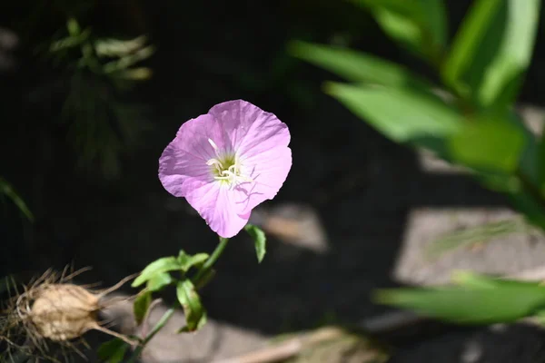 Schöne Rosa Blüten Die Garten Wachsen — Stockfoto