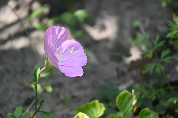 Bellissimi Fiori Rosa Che Crescono Giardino — Foto Stock