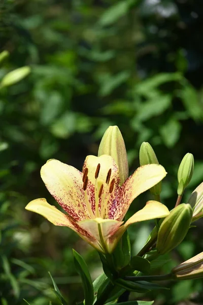 庭で育つ美しい白いユリの花 — ストック写真