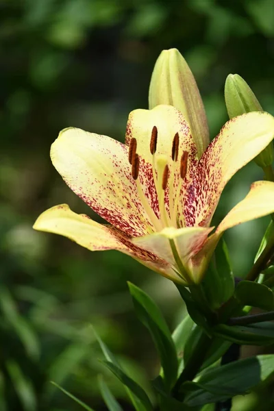 Bahçede yetişen güzel beyaz zambak çiçekleri
