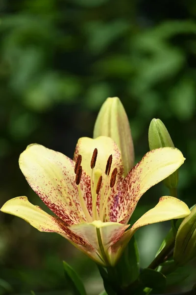 Bahçede yetişen güzel beyaz zambak çiçekleri