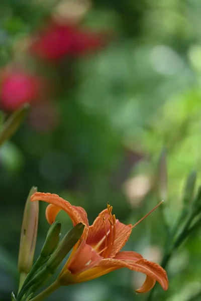 Piękny Pomarańczowy Kwiaty Rosnące Ogrodzie — Zdjęcie stockowe
