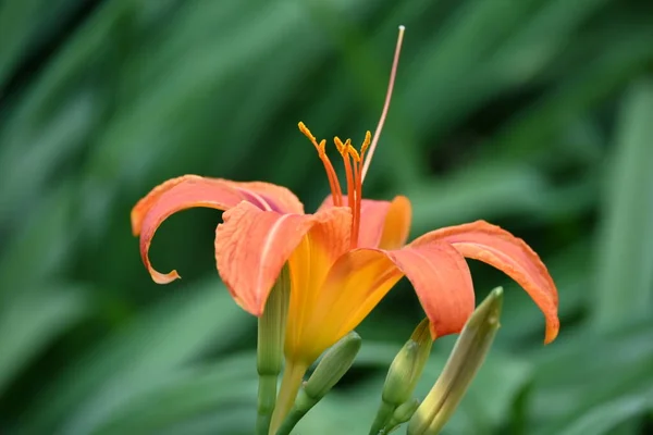 庭で育つ美しいオレンジ色の花 — ストック写真