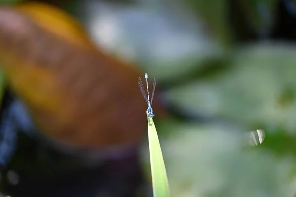 Bulanık Arkaplanda Yusufçuğun Görüntüsünü Kapat — Stok fotoğraf