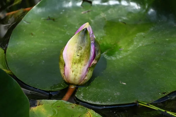 Gölette güzel pembe nilüfer çiçeği, yakın görüş.