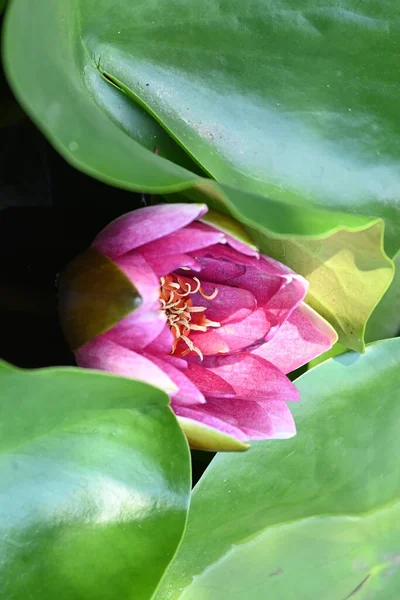 Gölette güzel pembe nilüfer çiçeği, yakın görüş.