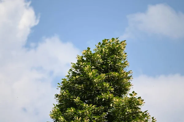 Grüne Blätter Des Baumes Garten — Stockfoto