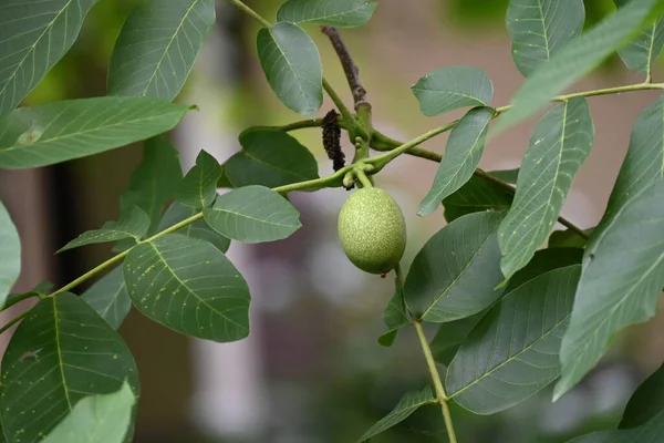 Close Green Unripe Walnuts Garden — 图库照片