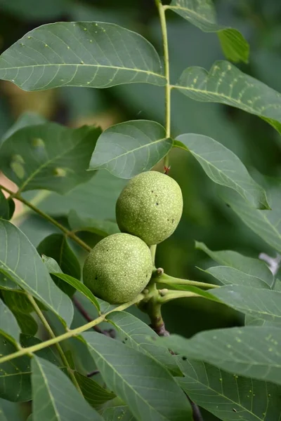 close up of green unripe walnuts in the garden.