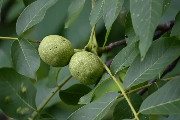 close up of green unripe walnuts in the garden.