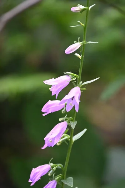 Fleurs Pourpres Fleurs Poussant Dans Jardin — Photo