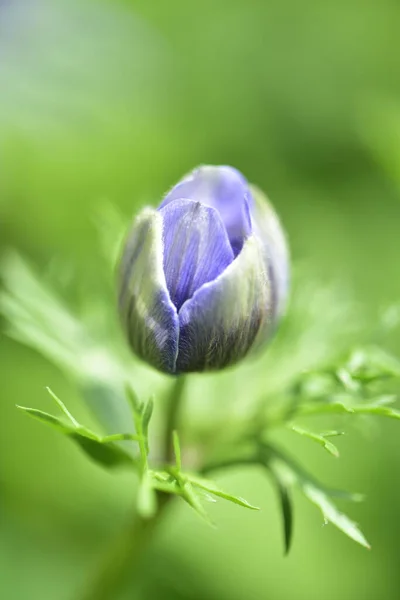 Kvetoucí Fialové Květy Rostoucí Zahradě — Stock fotografie