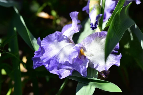 Bahçede büyüyen mor çiçekler.