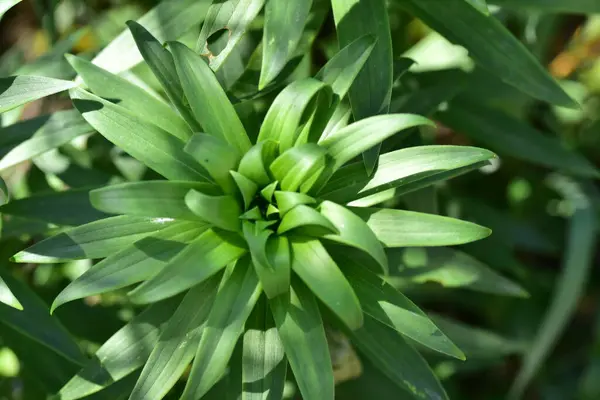 green plants in the garden, flora and foliage