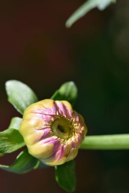 beautiful tender flowers growing in the garden