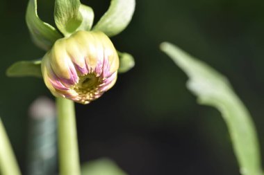 beautiful tender flowers growing in the garden