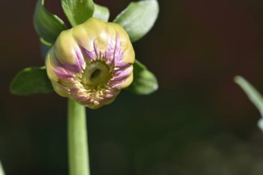 beautiful tender flowers growing in the garden