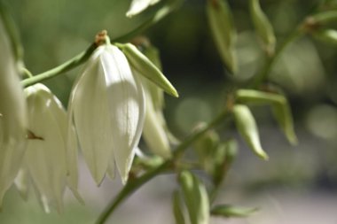 Bahçede büyüyen beyaz harika çiçekler