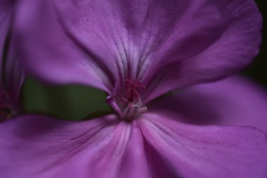 Bahçede açan güzel mor çiçeğe yaklaş.