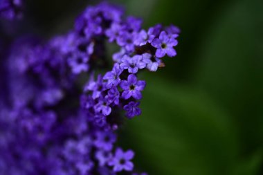 Bahçede büyüyen mor çiçekler.