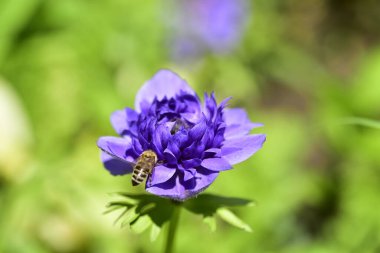 Bahçedeki güzel mor çiçekler